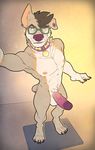  2017 abs anthro balls black_hair brown_fur canine collar corgi dog erection eyewear fur glans glasses green_eyes hair humanoid_penis looking_at_viewer male mammal muscular nipples no_swift nude penis purple_nose purple_penis selfie simple_background smile smirk standing tundra_corgi white_fur 