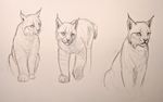  ambiguous_gender feline feral fur group karbik mammal simple_background traditional_media_(artwork) whiskers 