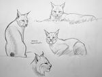  ambiguous_gender feline feral fur group karbik looking_at_viewer lynx mammal monochrome smile traditional_media_(artwork) whiskers 