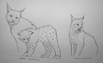  ambiguous_gender feline feral fur group karbik lynx mammal monochrome open_mouth sketch traditional_media_(artwork) whiskers 