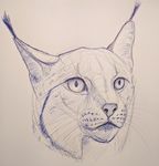  ambiguous_gender feline feral fur karbik mammal simple_background sketch solo traditional_media_(artwork) whiskers 