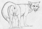  2017 animal_genitalia anus ass_up butt canine feral fox looking_at_viewer male mammal paper-wings presenting presenting_anus raised_tail sketch smile solo spread_legs spreading tongue 