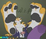  3_toes after_sex anthro feet feline foot_fetish foot_focus foreskin male male/male mammal muscular pawpads paws penis soles stripes tai_fu tiger toes ukent wrath_of_the_tiger 