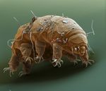  claws microscopic multi_limb photo tardigrade 
