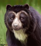  2017 ambiguous_gender bear black_fur feral fur looking_at_viewer mammal outside shalinka solo 