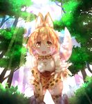  absurdres all_fours animal_ears animal_print bare_shoulders blonde_hair bow dani_(kamenoaru) day elbow_gloves extra_ears forest gloves highres kemono_friends looking_at_viewer nature open_mouth outdoors outstretched_hand serval_(kemono_friends) serval_ears serval_print serval_tail shirt short_hair skirt sleeveless sleeveless_shirt solo tail thighhighs white_shirt yellow_eyes zettai_ryouiki 