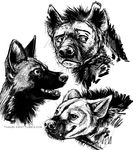  african_wild_dog ambiguous_form blackteagan canine greyscale group hyena mammal monochrome open_mouth smile teeth tongue tongue_out 