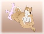  9x9 anthro butt canine clothing dog knee_socks legwear looking_at_viewer lying male mammal muscular on_front raised_tail shiba_inu simple_background smile socks solo 