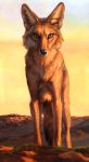  2018 ambiguous_gender black_nose canine coyote day detailed_background feral fur inner_ear_fluff kenket looking_at_viewer mammal orange_eyes orange_fur outside sky smile smirk solo standing whiskers yellow_eyes 