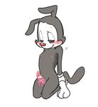  anthro blush bow embarrassed erection half-closed_eyes kneeling male mammal nipples penis ribbons shaking simple_background solo sweat trembling yakko_warner zehn 