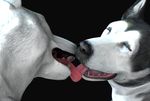  canine dog duo feral kissing mammal tapiko 