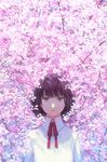  blue_eyes brown_hair cherry_blossoms closed_mouth collared_shirt day expressionless hiko_(scape) looking_at_viewer necktie original red_ribbon ribbon shirt short_hair solo tree upper_body white_shirt 