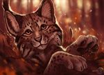  2017 ambiguous_gender blurred_background brown_eyes brown_fur day feline feral flashw forest fur looking_at_viewer lynx mammal outside paws solo tree 