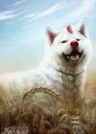  canine day detailed_background dog feral fur happy male mammal open_mouth outside red_nose safiru sitting sky smile solo tongue white_fur 