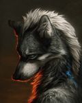  2016 black_nose blue_eyes canine digital_media_(artwork) feral fur grey_fur mammal solo tamberella wolf 