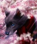  black_nose blue_eyes canine day detailed_background digital_media_(artwork) dog feral fur grey_fur mammal outside scarf solo tamberella 