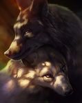  black_bars black_fur black_nose blurred_background brown_eyes canine digital_media_(artwork) duo feral fur mammal purple_eyes tamberella white_fur wolf 