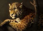  ambiguous_gender black_nose digital_media_(artwork) feline feral fur leopard lying mammal simple_background solo spots spotted_fur tamberella whiskers yellow_eyes 