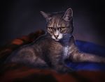  cat digital_media_(artwork) feline feral fur grey_fur lying mammal pink_nose solo tamberella whiskers yellow_eyes 