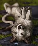  black_nose canine day detailed_background digital_media_(artwork) dog feral fur grass grey_fur mammal outside paws solo tamberella teeth white_fur 
