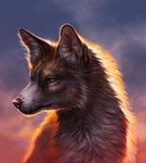 ambiguous_gender blue_eyes canine day digital_media_(artwork) feral fox fur inner_ear_fluff mammal outside sky solo tamberella 