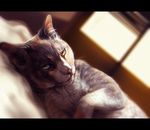  black_bars blurred_background cat digital_media_(artwork) feline feral fur grey_fur inner_ear_fluff mammal pink_nose solo tamberella whiskers 