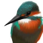  bird feathers kingfisher no_humans original solo ura_hanabi white_background 