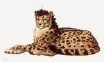  2017 alsares black_nose brown_hair cheetah feline feral fur hair lying mammal paws simple_background solo spots spotted_fur white_background 