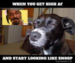  canine dank dog drugs experience high_af invalid_tag mammal marijuana memes memez more_shit sn00p_dog text white_text 