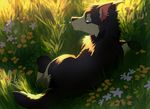  akitamonster ambiguous_gender black_fur black_nose blue_eyes canine day detailed_background dog feral fur grass husky lying mammal paws smile solo 