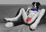  anthro border_collie breasts camel_toe canine clothing collie dog female mammal morticus nipples panties solo spread_legs spreading underwear 