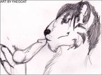  erection faegoat feline kissing knot male male/male mammal oral tiger 