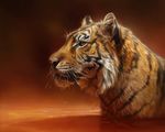  amber_eyes eral feline feral fur mammal orange_fur partially_submerged solo standing striped_fur stripes tamberella tiger water whiskers 