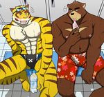  2016 abs anthro bear bearlovestiger13 biceps brown_fur clothing feline fur juuichi_mikazuki male mammal morenatsu muscular muscular_male nipples pecs tiger torahiko_(morenatsu) underwear 