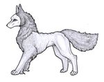  canine dog feral fur grey_fur mammal mask paws samantha-dragon simple_background solo traditional_media_(artwork) white_background 
