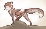  2014 animal_genitalia balls black_nose canine digital_media_(artwork) digitigrade dipstick_tail feral fully_sheathed fur hi_res looking_at_viewer male mammal markings multicolored_fur multicolored_tail nude sheath simple_background socks_(marking) solo tuke white_background wolf 