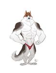  2017 anthro biceps canine clothing digital_media_(artwork) dog fur furrybob male mammal muscular muscular_male pecs solo underwear 