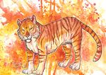  feline feral fire fuzzymaro mammal stripes tiger traditional_media_(artwork) watercolor_(artwork) 