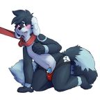  animal_genitalia animal_penis anthro blue_eyes blue_fur blush bulge canine canine_penis clothing collar fur hybrid jockstrap kneeling kyanite_(littlerager) leash male mammal penis precum red_panda sheath shok solo underwear young 