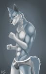 2016 5_fingers abs anthro black_nose blue_eyes bulge canine cinta clothing dog eyebrows fur grey_background grey_fur grey_hair hair husky looking_aside male mammal multicolored_fur muscular nails side_view simple_background smile solo standing teeth tight_underwear underwear white_fur 