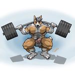  abs animal_genitalia animal_penis balls biceps canine canine_penis chestnuts_(artist) corgi crouching dog duncan_malone_(character) erection exercise fur heterochromia knot looking_at_viewer male mammal muscular muscular_legs muscular_male nipples nude pecs penis solo spots spotted_balls spotted_fur weights workout 