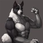  2015 5_fingers abs anthro biceps big_muscles biped black-kalak black_fur black_nose body_hair canine chest_hair digital_media_(artwork) dog eyebrows flexing fluffy fluffy_tail front_view fur grey_background half-length_portrait heterochromia humanoid_hands looking_at_viewer male mammal multicolored_fur muscular muscular_male nude otso pecs portrait signature simple_background snout soft_shading solo standing two_tone_fur white_fur white_tail 