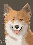  2016 black_nose brown_eyes canine cinta corgi dog feral fur looking_at_viewer mammal multicolored_fur simple_background sitting solo tan_fur tongue tongue_out welsh_corgi whiskers white_fur 