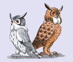  alternate_species avian beak bird black_feathers black_wings brown_feathers brown_wings digital_media_(artwork) duo eurasian_eagle_owl eurasian_eagle_owl_(kemono_friends) eyelashes feathers female feral full-length_portrait furrification grey_beak grey_feathers grey_wings kemono kemono_friends looking_at_viewer multicolored_feathers multicolored_wings northern_white-faced_owl northern_white-faced_owl_(kemono_friends) owl portrait raya_(artist) shadow side_view simple_background standing talons white_feathers white_wings wings 