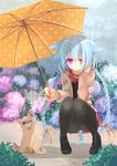  animal_ears blue_hair braid brown_eyes cat cat_ears cat_tail heterochromia highres long_hair mao_(alepricos) original pantyhose purple_eyes rain solo tail twin_braids umbrella 