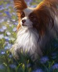  2017 ambiguous_gender black_nose brown_eyes brown_fur canine day detailed_background dog feral flower fur grass mammal outside papillon paws plant solo tamberella white_fur 