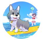  ball beachball bikini blue_sky breasts cleavage cloud cloudy_sky collar commentary day dog frilled_bikini frills iesupa medium_breasts navel puppy red_bikini ruby_rose rwby sky surfboard swimsuit tongue tongue_out water welsh_corgi zwei_(rwby) 