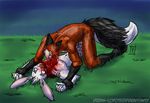  blood boxers_(clothing) canine clothing death fox gore hard_vore killing lagomorph mammal pinned rabbit rough_(disambiguation) underwear urban-coyote vore 