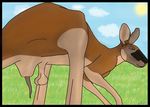  anatomically_correct anatomically_correct_penis animal_genitalia balls cloaca erection feral kangaroo looking_back male mammal marsupial penis rabin solo 