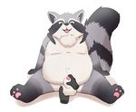 3_toes al-cat ambiguous_gender animal_genitalia anthro ball_fondling balls black_fur blush chest_tuft cum disembodied_hand fondling fur grey_fur male male/ambiguous mammal navel overweight pawpads raccoon sheath simple_background sitting toes tongue tongue_out tuft white_fur 